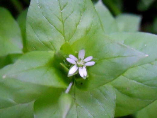 Stellaria media